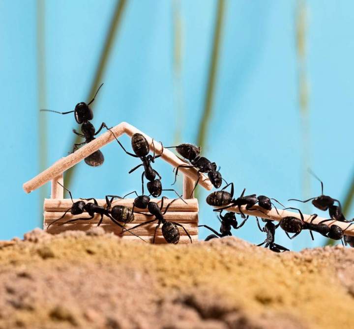 Service d’extermination de fourmis charpentières Vaudreuil-Soulanges