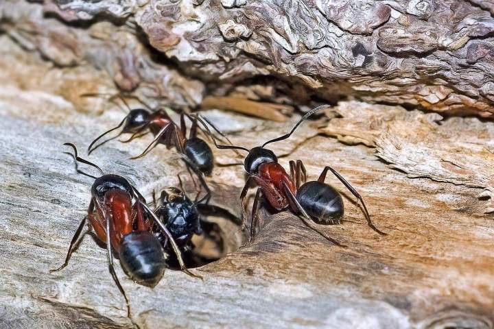 Extermination de fourmis charpentières Vaudreuil-Soulanges