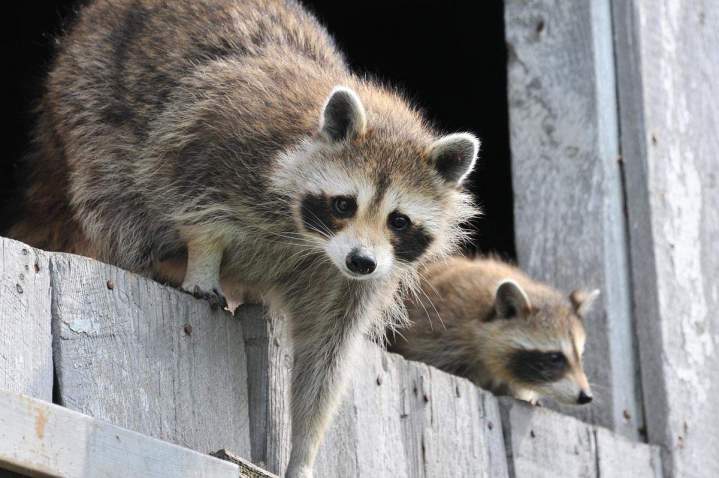Analyse de la faune Vaudreuil-Soulanges