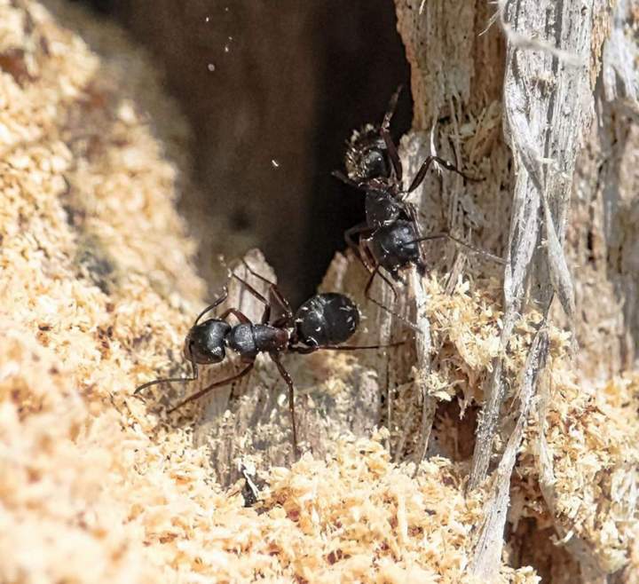 Extermination de fourmis charpentières Vaudreuil-Soulanges